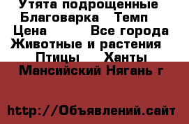 Утята подрощенные “Благоварка“,“Темп“ › Цена ­ 100 - Все города Животные и растения » Птицы   . Ханты-Мансийский,Нягань г.